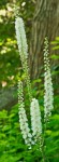 Black-Cohosh-e1345156490218