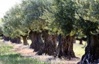 Extrait de feuille d'olivier