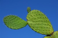 Nopal