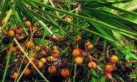 Saw Palmetto