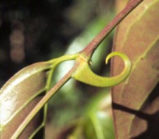 Uncaria_guianensis