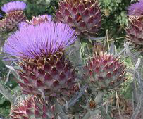 Cynara Cardunculus