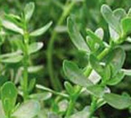 bacopa-plante