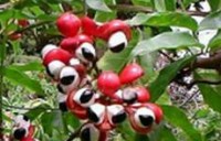 guarana-e1344378339369