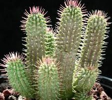 Hoodia gordonii