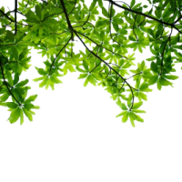Encyclopédie des plantes