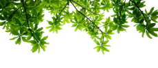 Encyclopédie des plantes